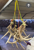 Antler Tote for Shed Hunting